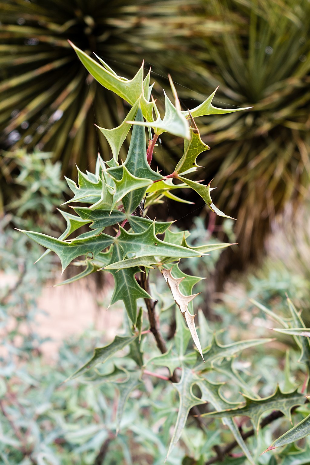 The 12 Best Native Plants For Stormwater Management in